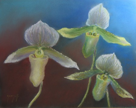 Paphiopedilum Maudiae Magnificum