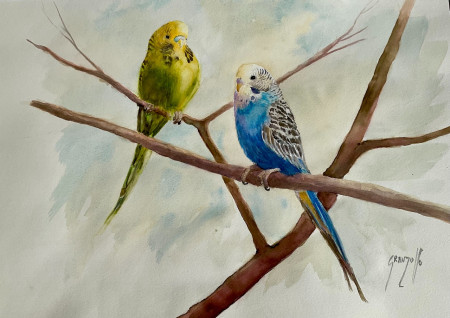 Couple de perruches  65 x 50