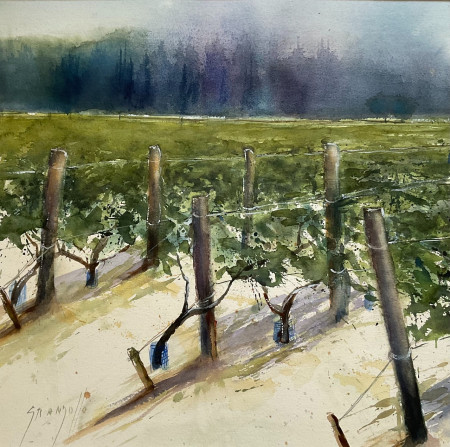 Vignes à Eyragues
