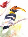 /album/galerie-de-photos-aquarelles/calao-jpg/