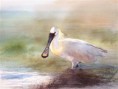 /album/galerie-de-photos-aquarelles/spatule-jpg/